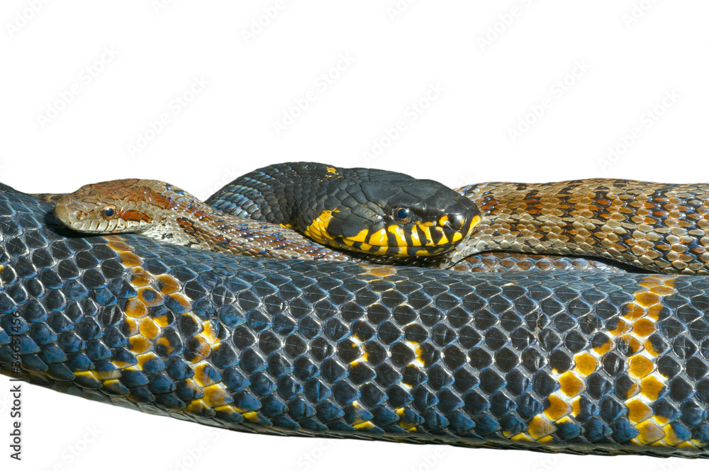 Fototapeta premium Two snakes 7