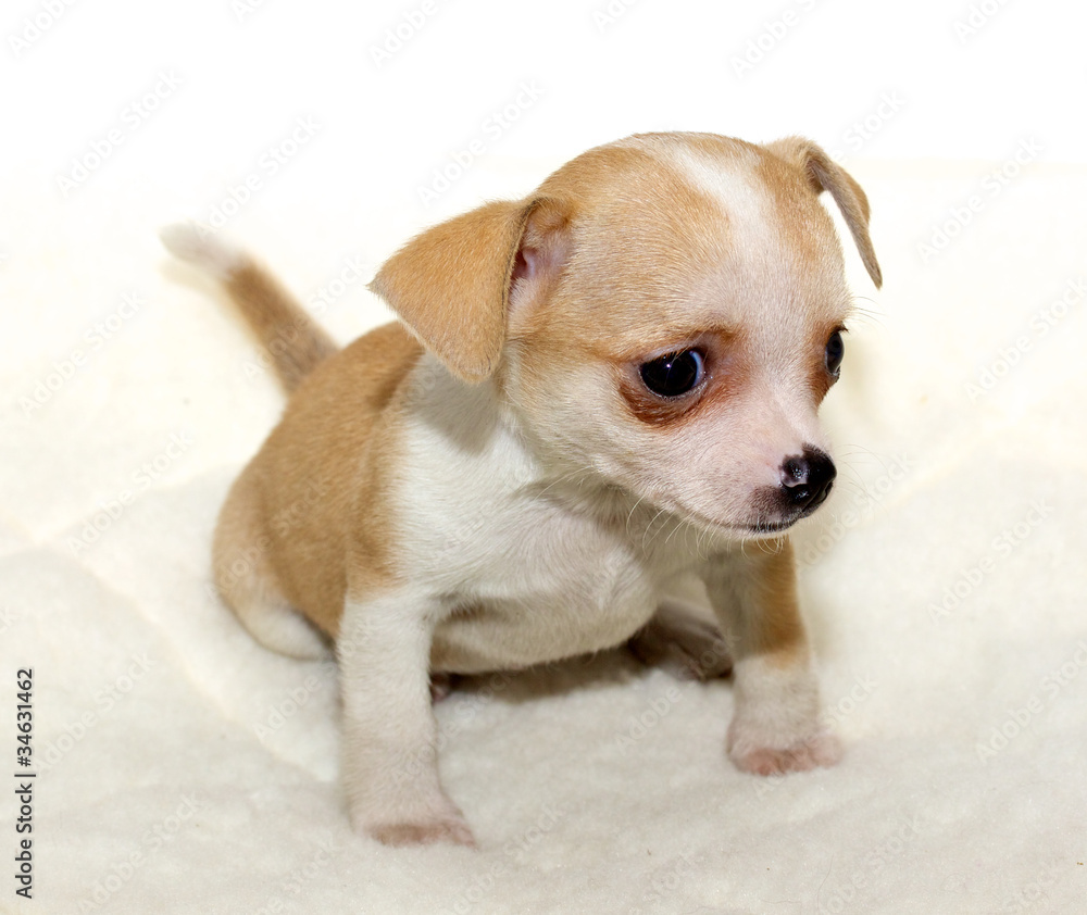 Chihuahua puppy