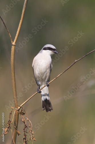 Red backed Shrike, male / Lanius collurio photo