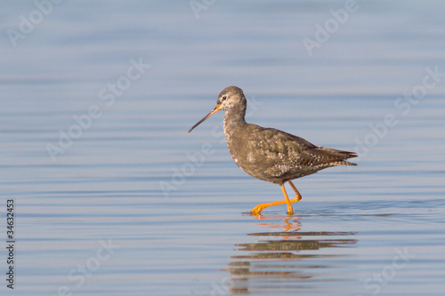 an adult of Spotted Redshank in water / Tringa erythropus © Floriana