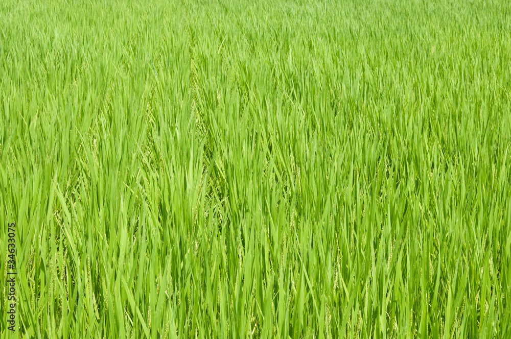 rice grass