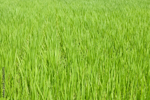 rice grass