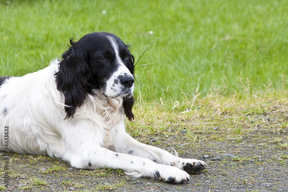 English Springer Spaniel English Springer Spaniel