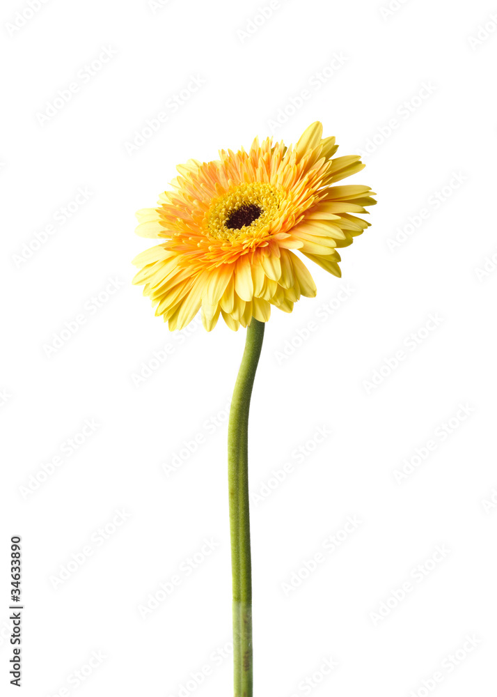 Naklejka premium Yellow daisy-gerbera