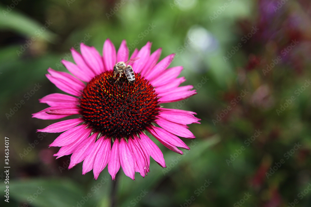 Fototapeta Purpur-Sonnenhut (Echinacea purpurea)