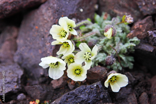 Fototapeta Naklejka Na Ścianę i Meble -  Arctic Poppy (Papaver radicatum)