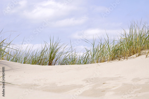 Beach sand dune grasses