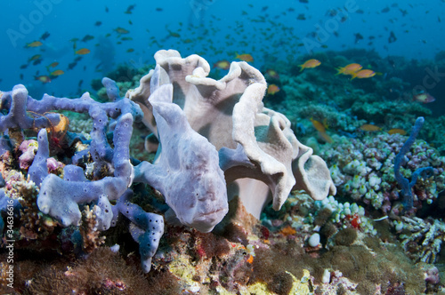 frogfish photo