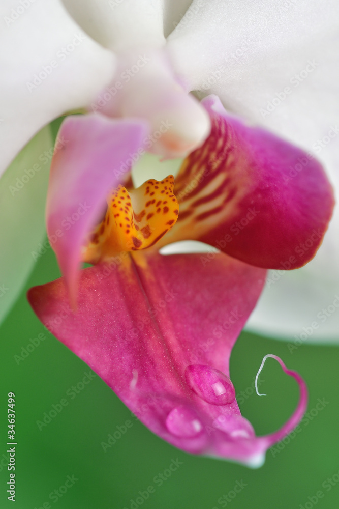 orchidée orchidée