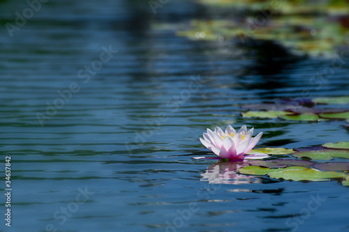 Lotus flower