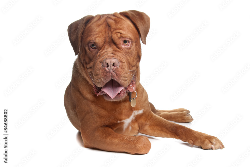 Obraz premium French mastiff