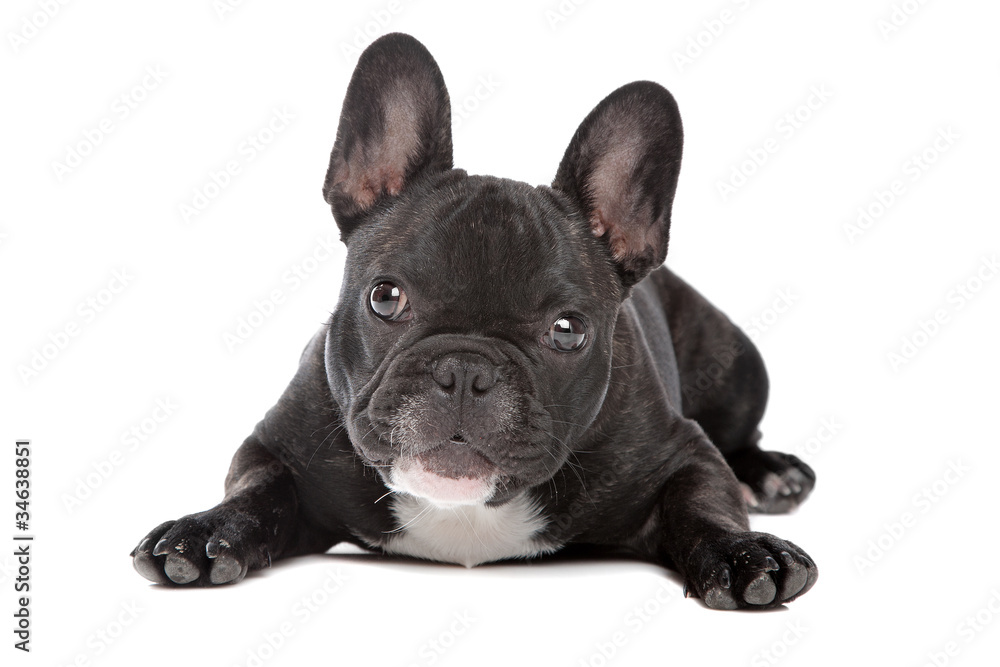 Black and white French Bulldog