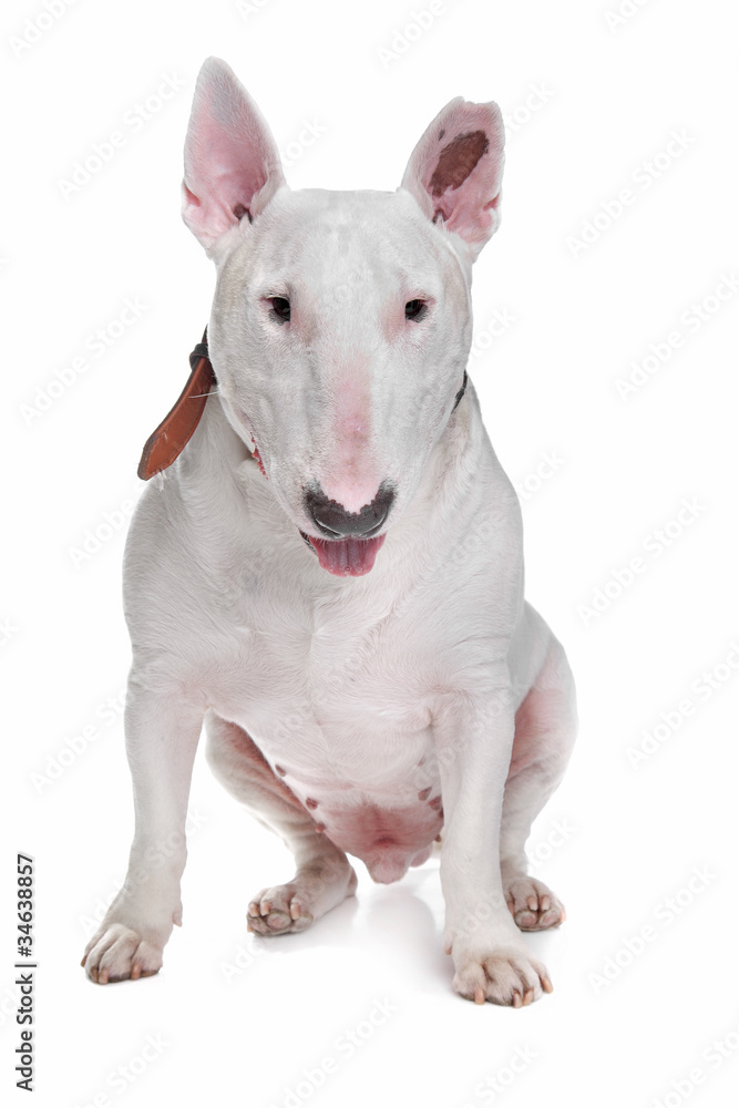 White Bull terrier