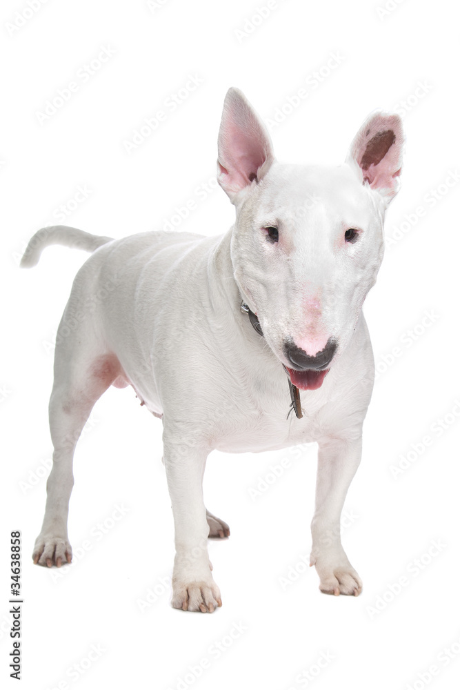 White Bull terrier