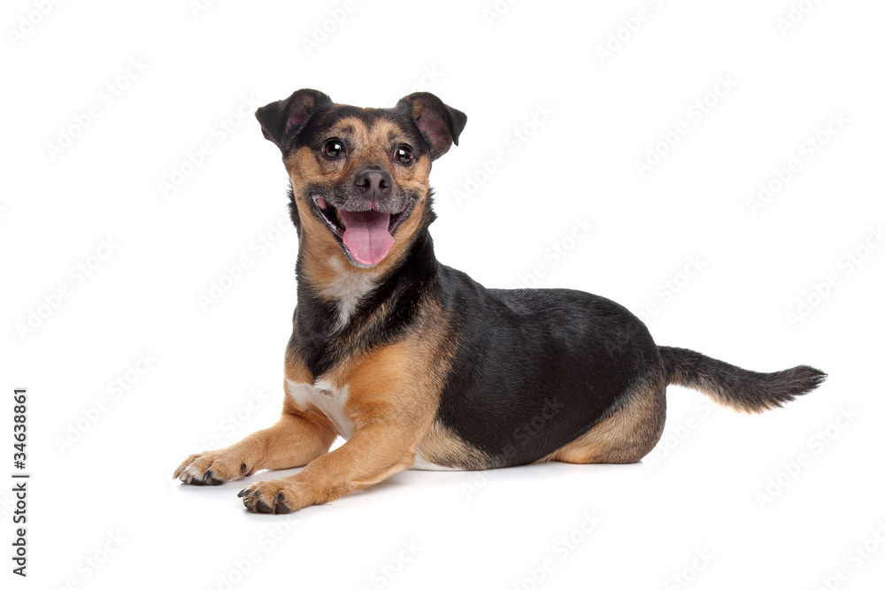 black and tan Jack Russel Terrier