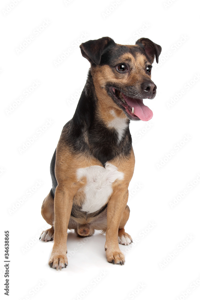 black and tan Jack Russel Terrier black and tan Jack Russel Terrier