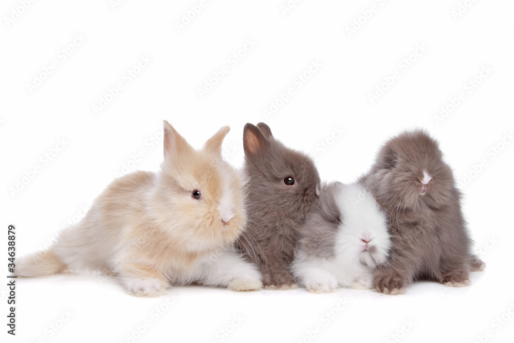 four young rabbits in a row four young rabbits in a row