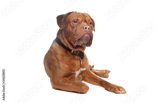 French mastiff