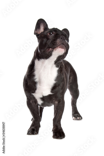 Black and white French Bulldog