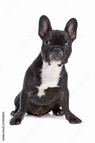 Fototapeta Naklejka Na Ścianę i Meble -  Black and white French Bulldog