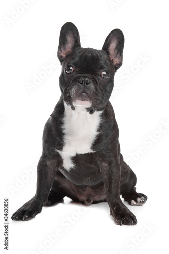 Black and white French Bulldog