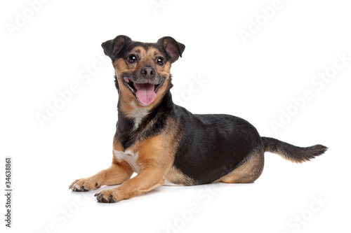 Fototapeta Naklejka Na Ścianę i Meble -  black and tan Jack Russel Terrier