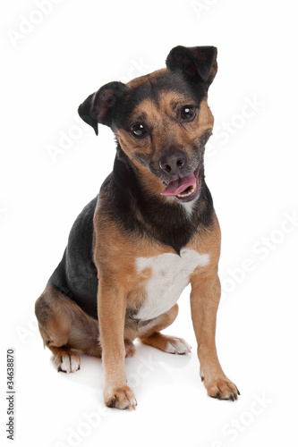 Fototapeta Naklejka Na Ścianę i Meble -  black and tan Jack Russel Terrier