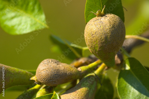 Zbliżenie na niedojrzałe owoce gruszki na drzewie w ogrodzie