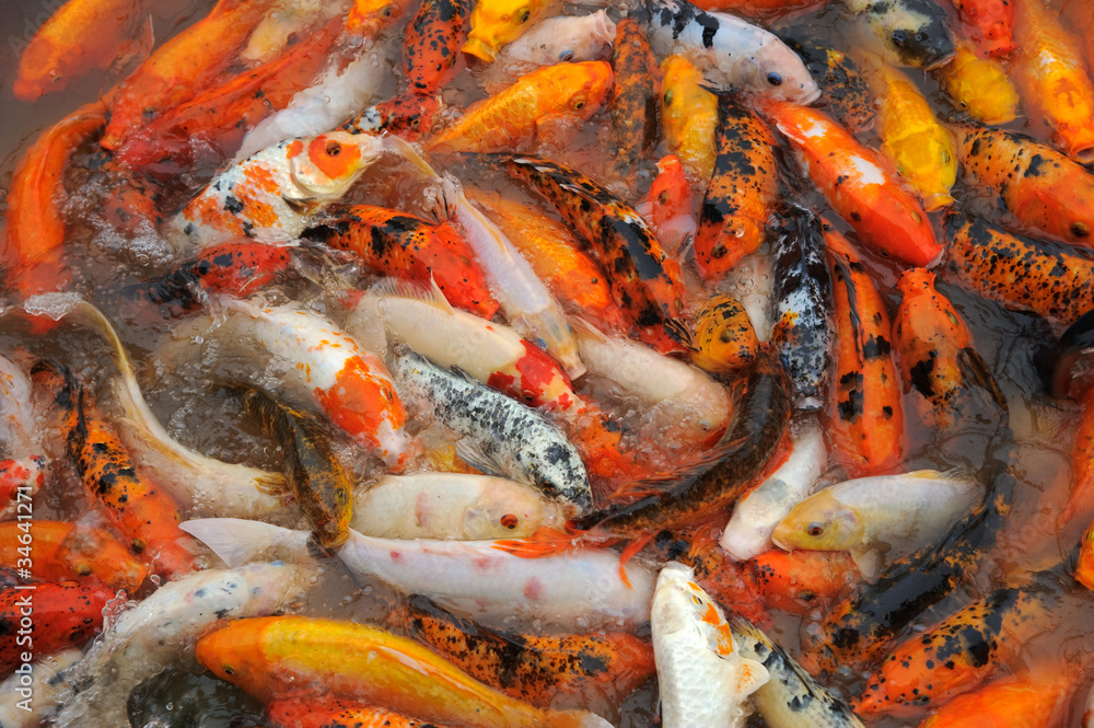 Koi Carp Koi Carp