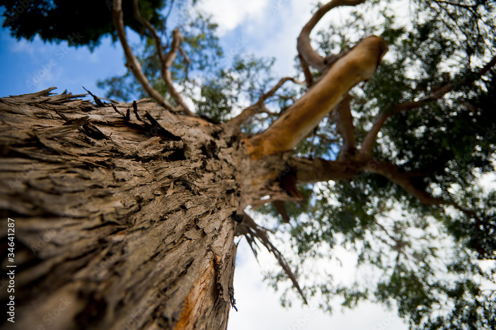 Obraz premium Tree