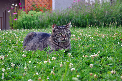 Katze im Garten