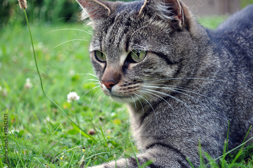 Wallpaper Mural Katze Torontodigital.ca