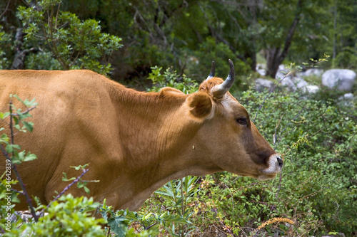 italie; sardaigne; ogliastra : vache broutant des épineux dans l photo