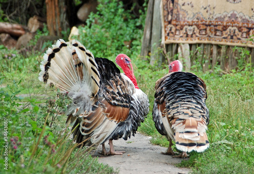 Two male turkey cock on village courtyard