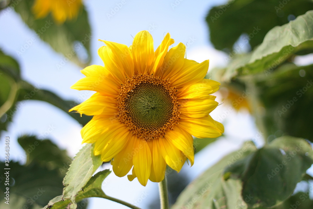 sunflower sunflower