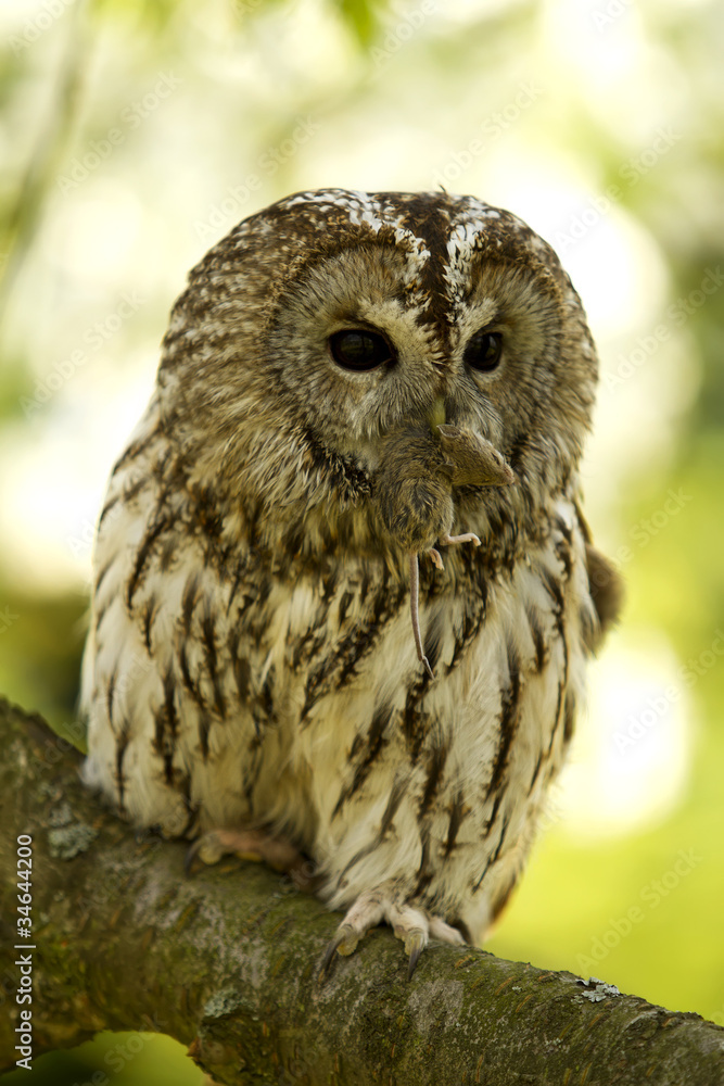 Fototapeta premium Tawny Owl
