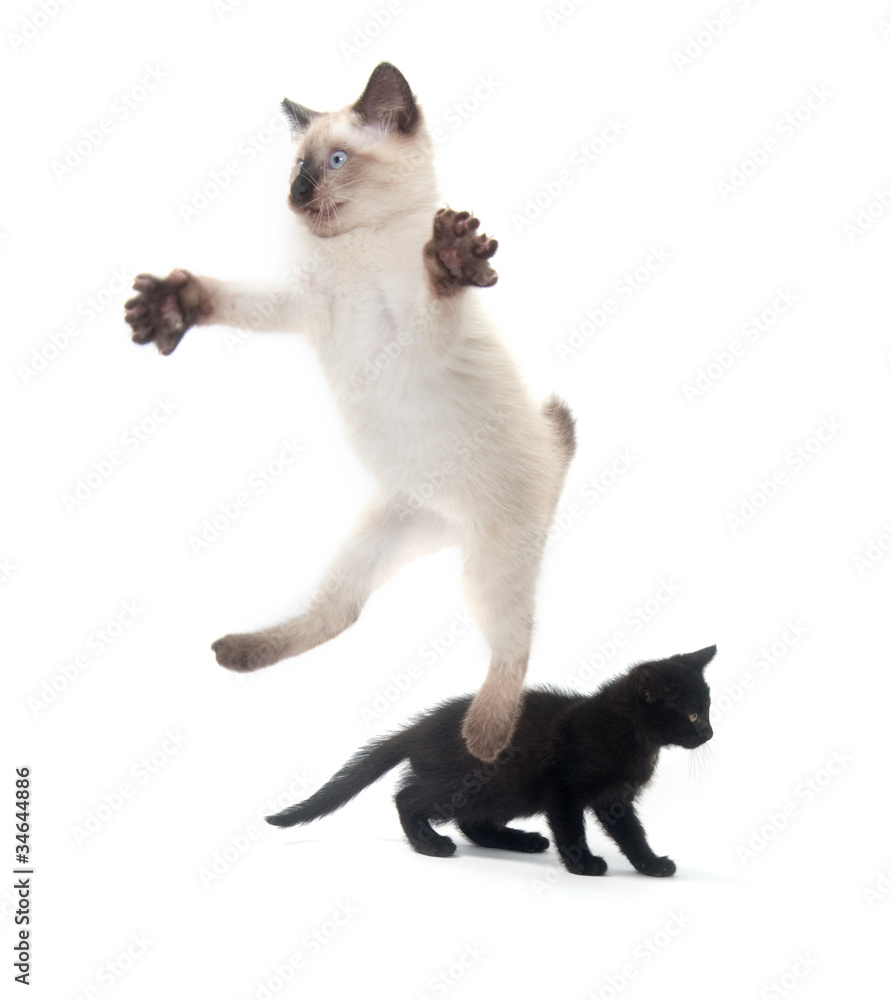 Cute kitten jumping