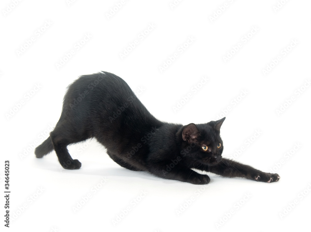 Black cat deals stretching