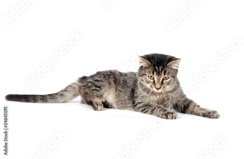 Tabby sitting sitting on white © Tony Campbell