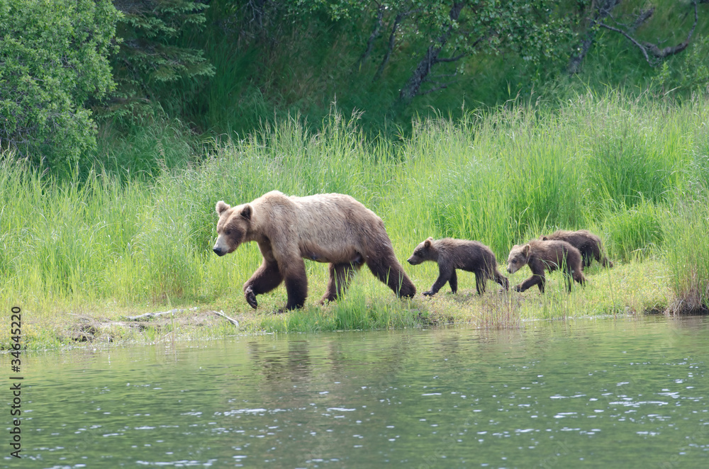 Fototapeta premium Female Alaskan brown bear with cubs