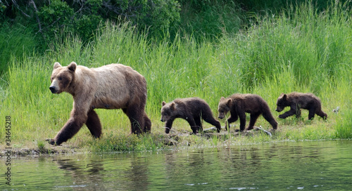 Obraz na plátne Female Alaskan brown bear with cubs