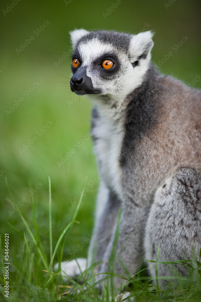 Obraz premium Lemur kata (Lemur catta)