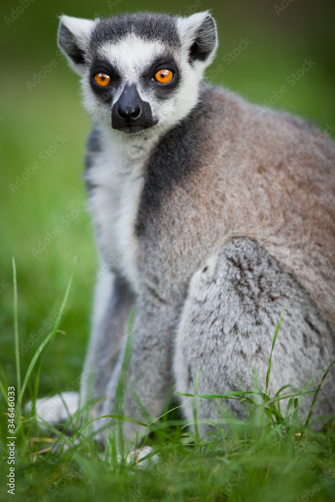 Lemur kata (Lemur catta) Lemur kata (Lemur catta)
