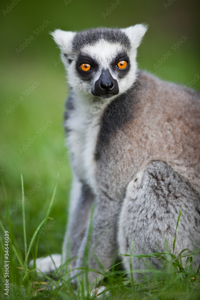 Fototapeta premium Lemur kata (Lemur catta)