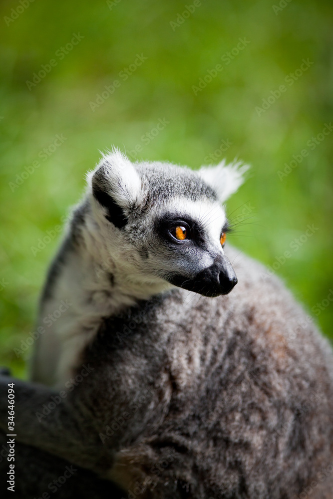 Lemur kata (Lemur catta)