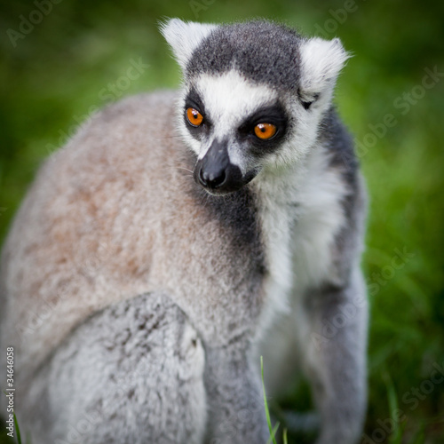 Lemur kata (Lemur catta)