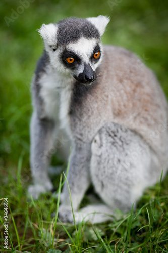 Lemur kata (Lemur catta)