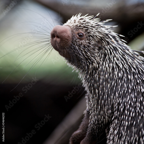 Close-up of a cute Brazilian Porcupine photo