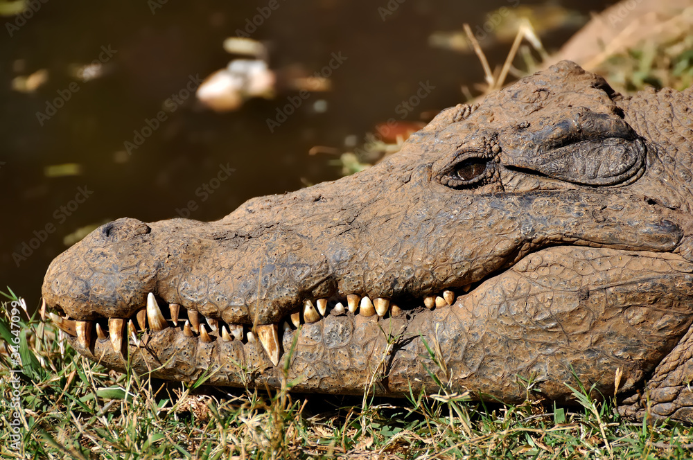 Obraz premium crocodile au bord d'un fleuve