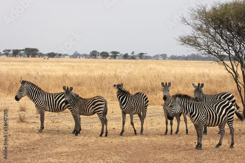 Zebres dans la savane africaine